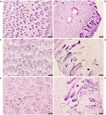 Transcriptomic Analysis Reveals the Involvement of lncRNA–miRNA–mRNA Networks in Hair Follicle Induction in Aohan Fine Wool Sheep Skin